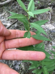 Amsonia tabernaemontana