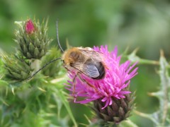 Eucera