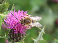Eucera