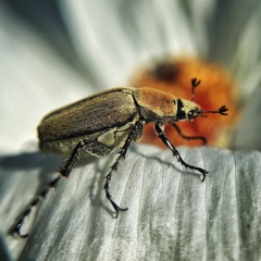 Macrodactylus mexicanus