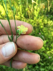Linum medium