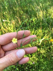Linum medium
