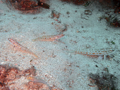 Gobius kolombatovici