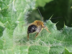 Eucera