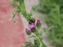 Bombus