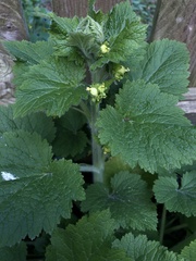 Scrophularia vernalis