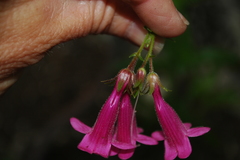 Penstemon triflorus