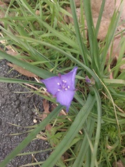 Tradescantia bracteata