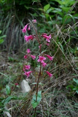Penstemon triflorus
