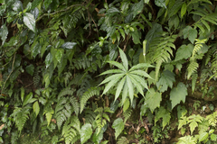 Arisaema consanguineum