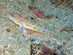 Gobius kolombatovici
