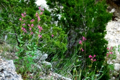 Penstemon triflorus