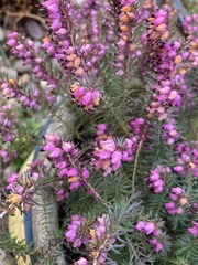 Erica carnea
