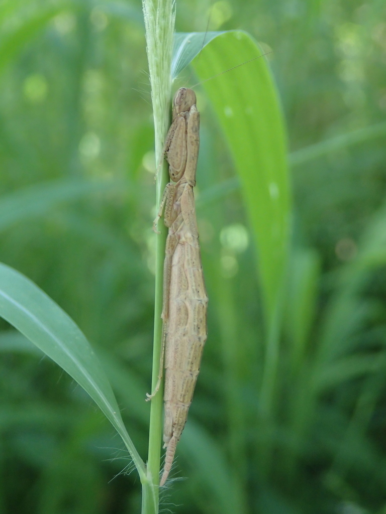 Onychogalepsus
