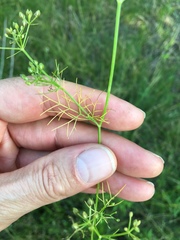 Ptilimnium capillaceum