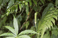 Arisaema consanguineum