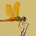 Eastern Amberwing - Photo (c) Cameron Eckert, some rights reserved (CC BY-NC), uploaded by Cameron Eckert