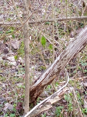 Symplocarpus foetidus