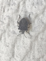 Prionosoma podopioides