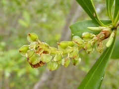 Cliftonia monophylla image