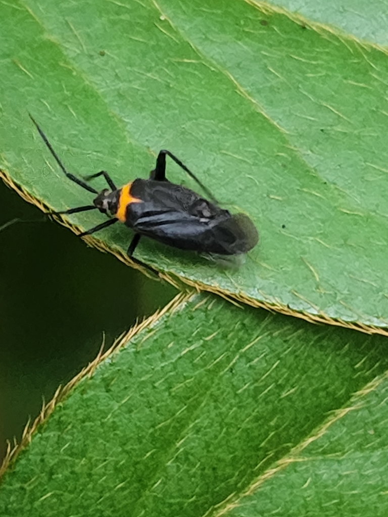 Taedia externa