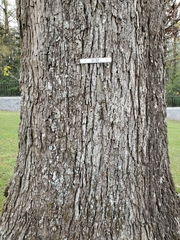 Quercus similis