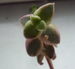 Crassula pellucida pellucida