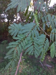 Parapiptadenia rigida