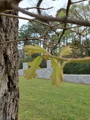 Quercus similis