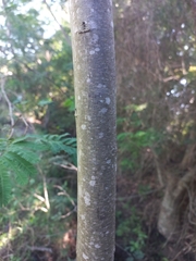 Parapiptadenia rigida