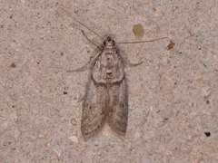 Myelopsis alatella