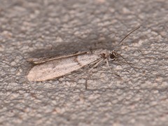 Myelopsis alatella