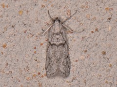 Myelopsis alatella