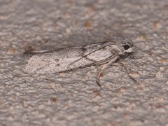 Myelopsis alatella