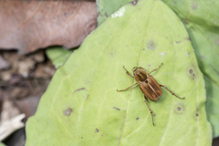 Hoplia nakanei