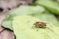 Hoplia nakanei