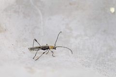 Cleomenes auricollis