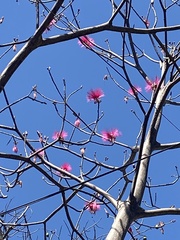 Pseudobombax ellipticum