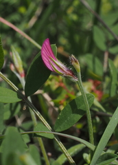 Onobrychis caput-galli