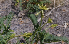 Astragalus praelongus