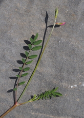 Onobrychis caput-galli