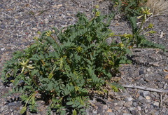 Astragalus praelongus