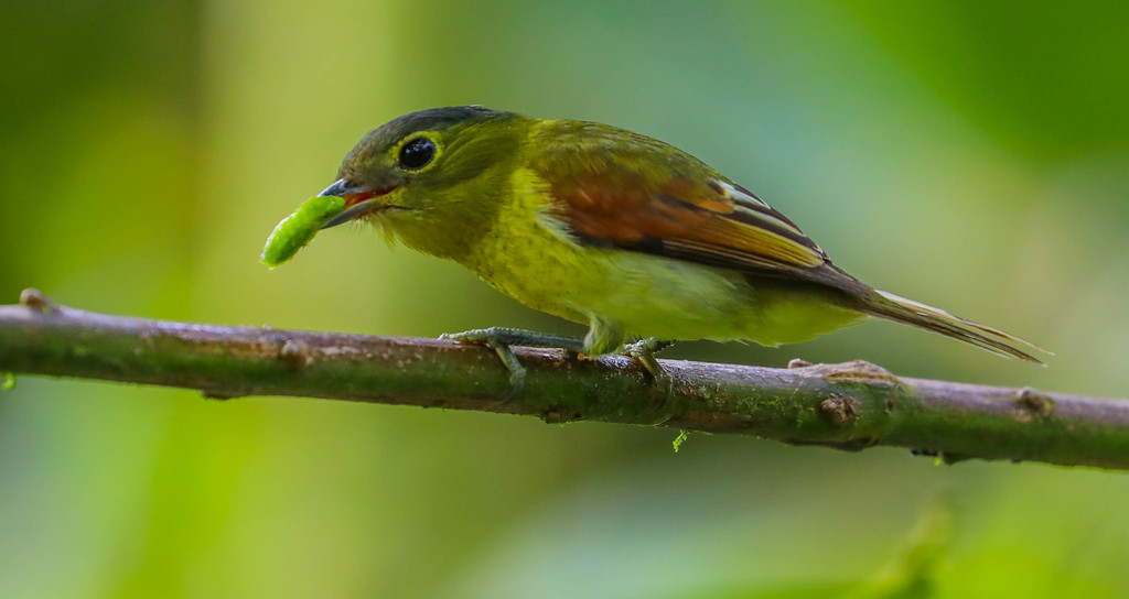 Barred Becard