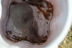 Notiosorex crawfordi