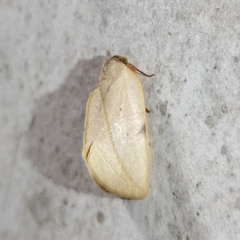 Maschane