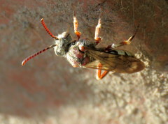 Nomada crotchii