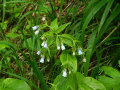 Mertensia paniculata paniculata
