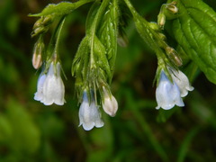 Mertensia paniculata paniculata