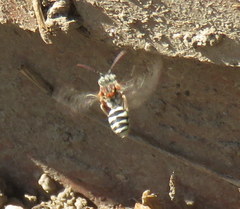 Nomada crotchii
