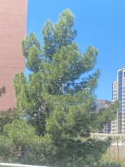 Pinus